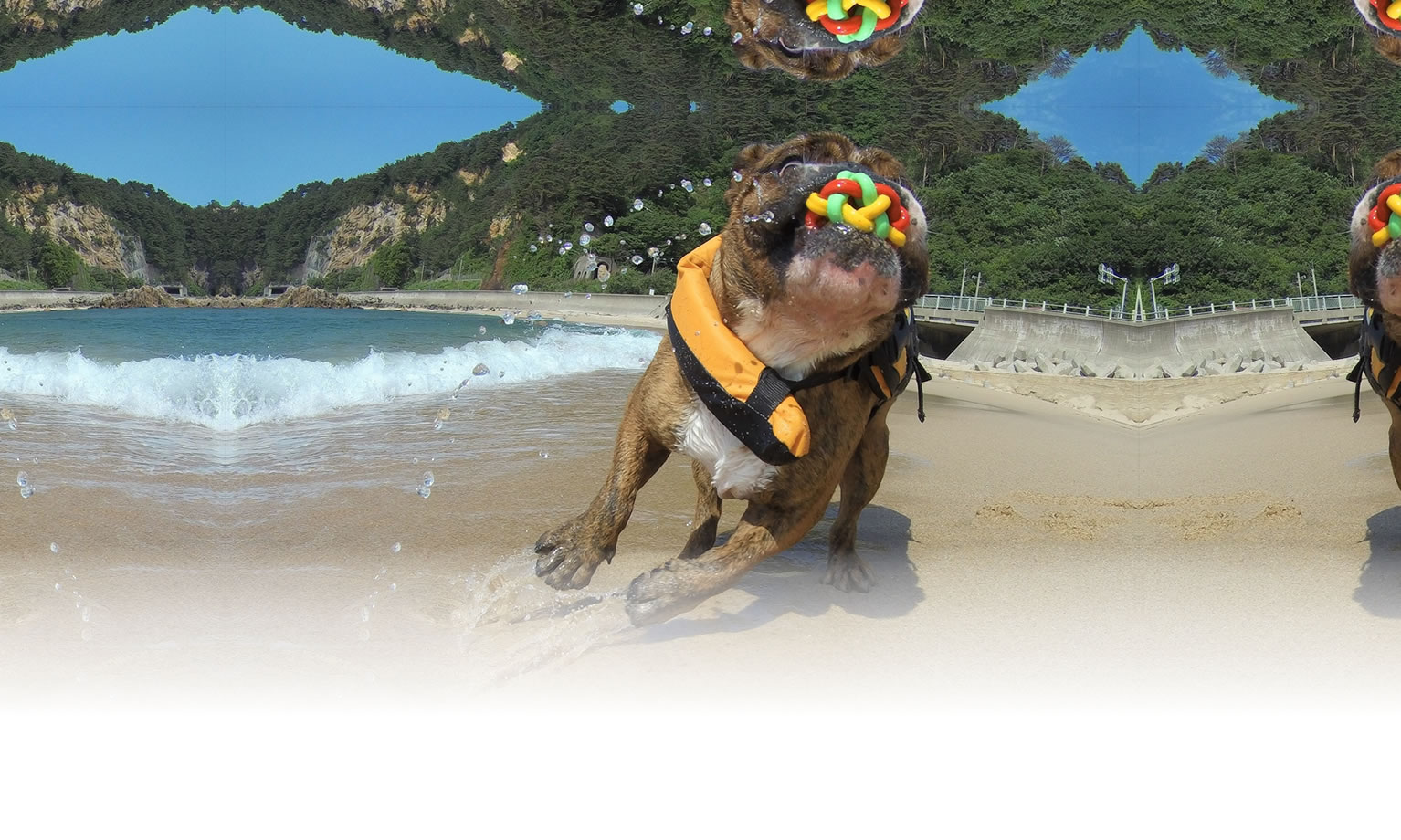 秋の愛犬との旅行 画像 3