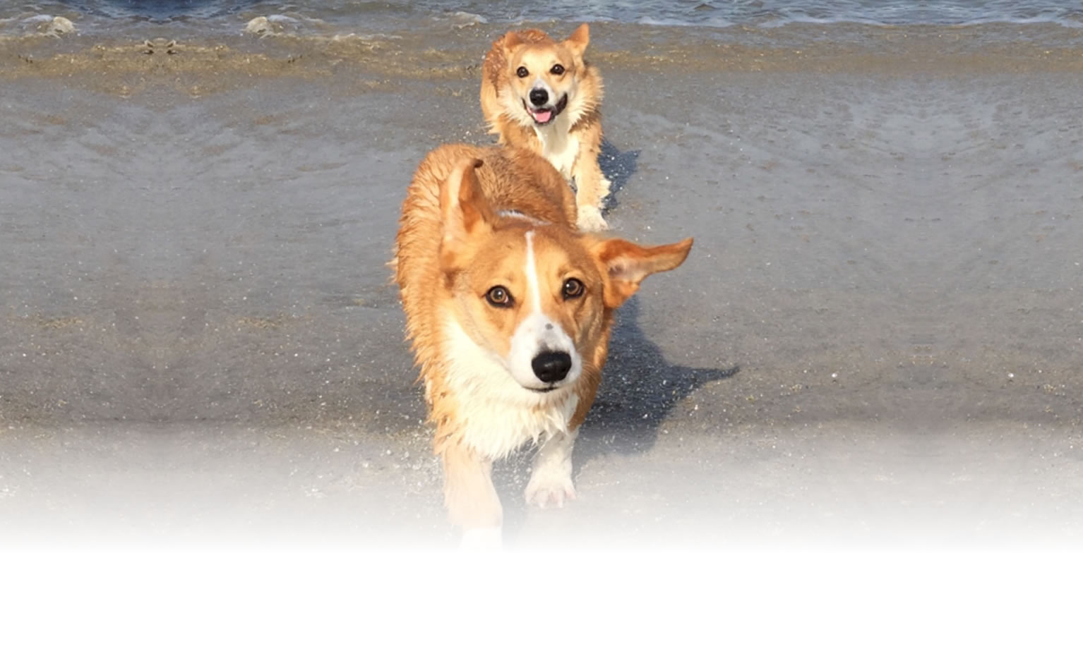 秋の愛犬との旅行 画像 3
