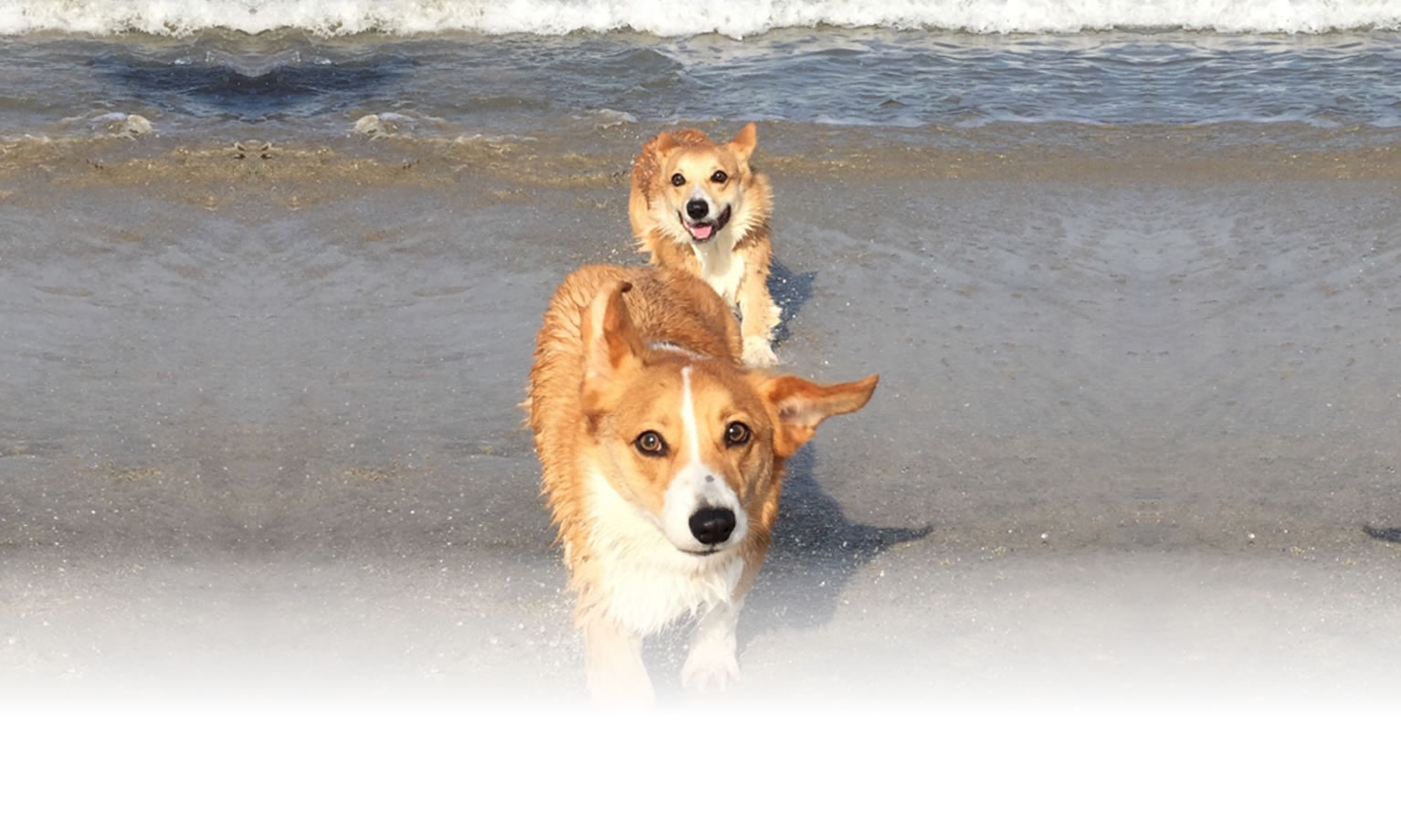 秋の愛犬との旅行 画像 3