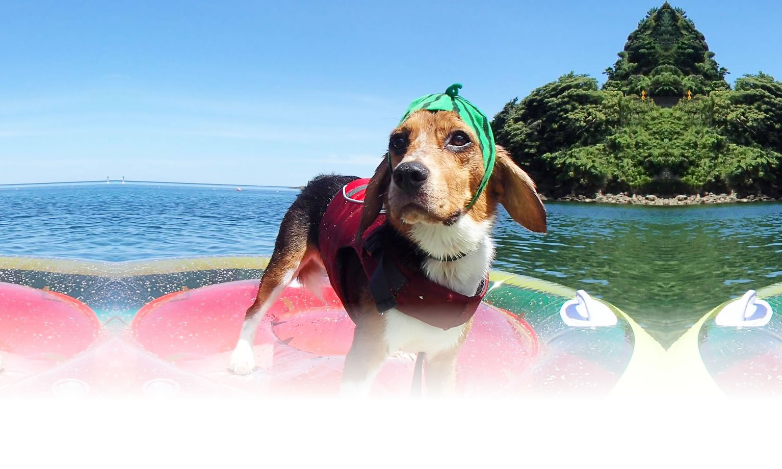 秋の愛犬との旅行 画像 3
