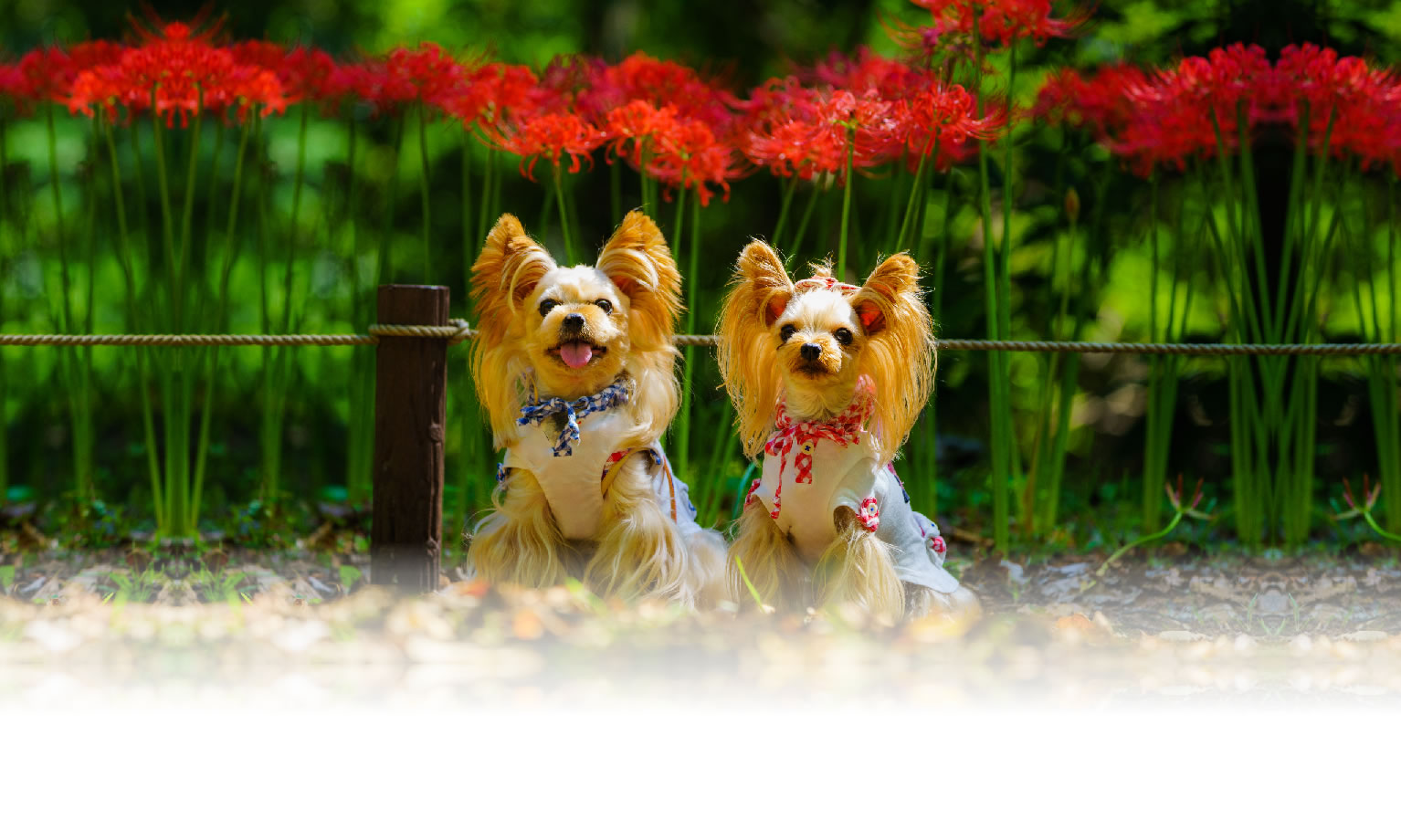 秋の愛犬との旅行 画像 3
