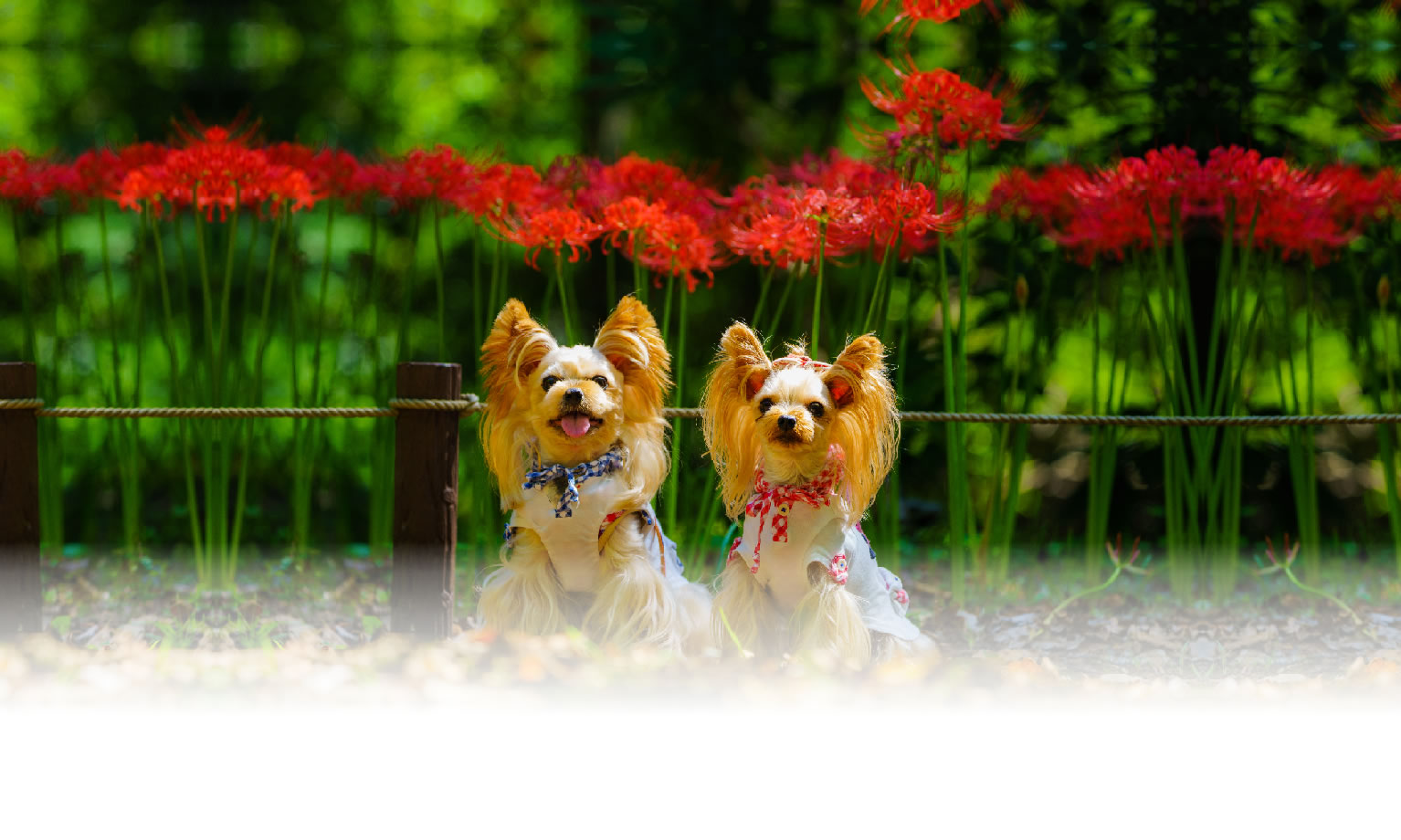 秋の愛犬との旅行 画像 3