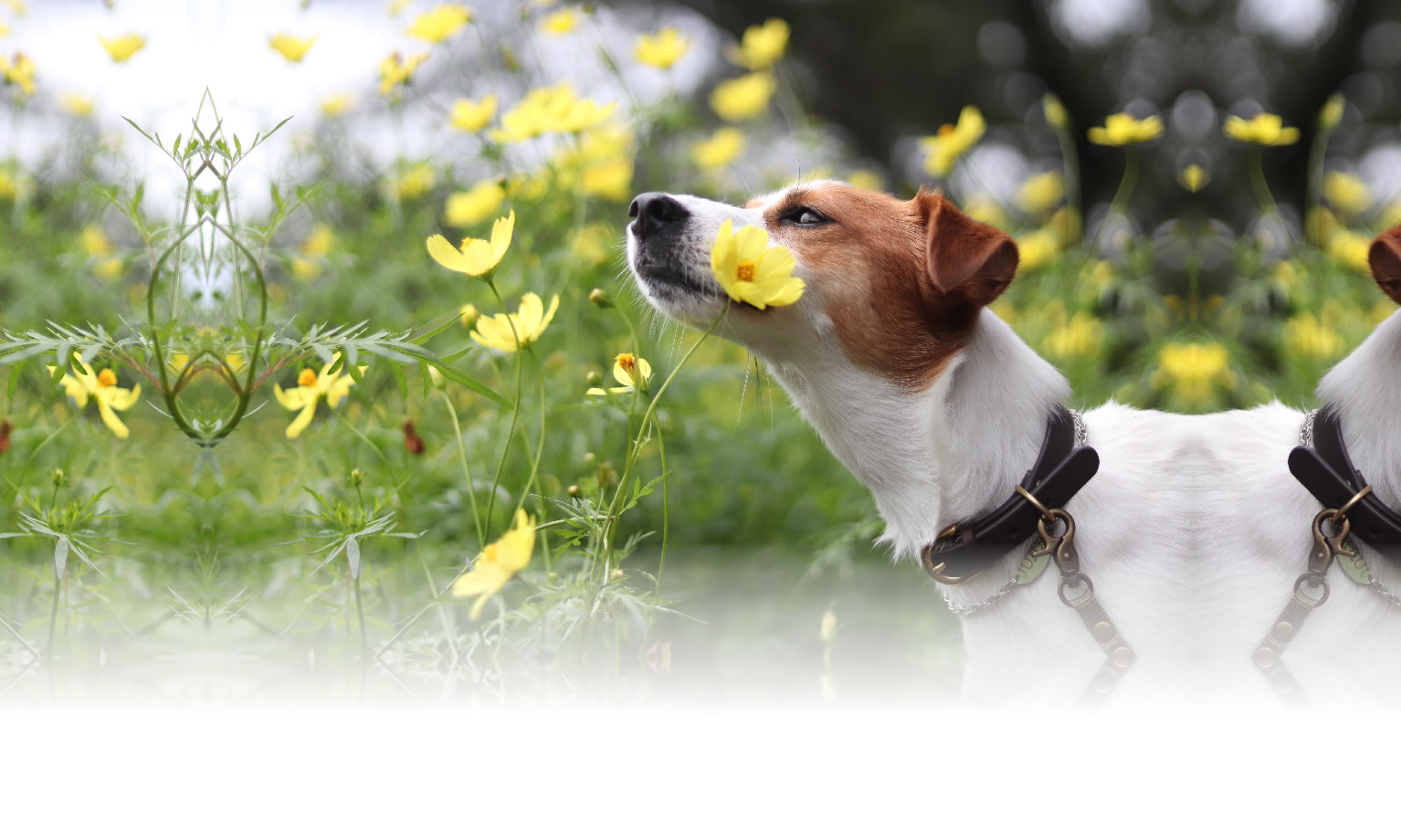 秋の愛犬との旅行 画像 3