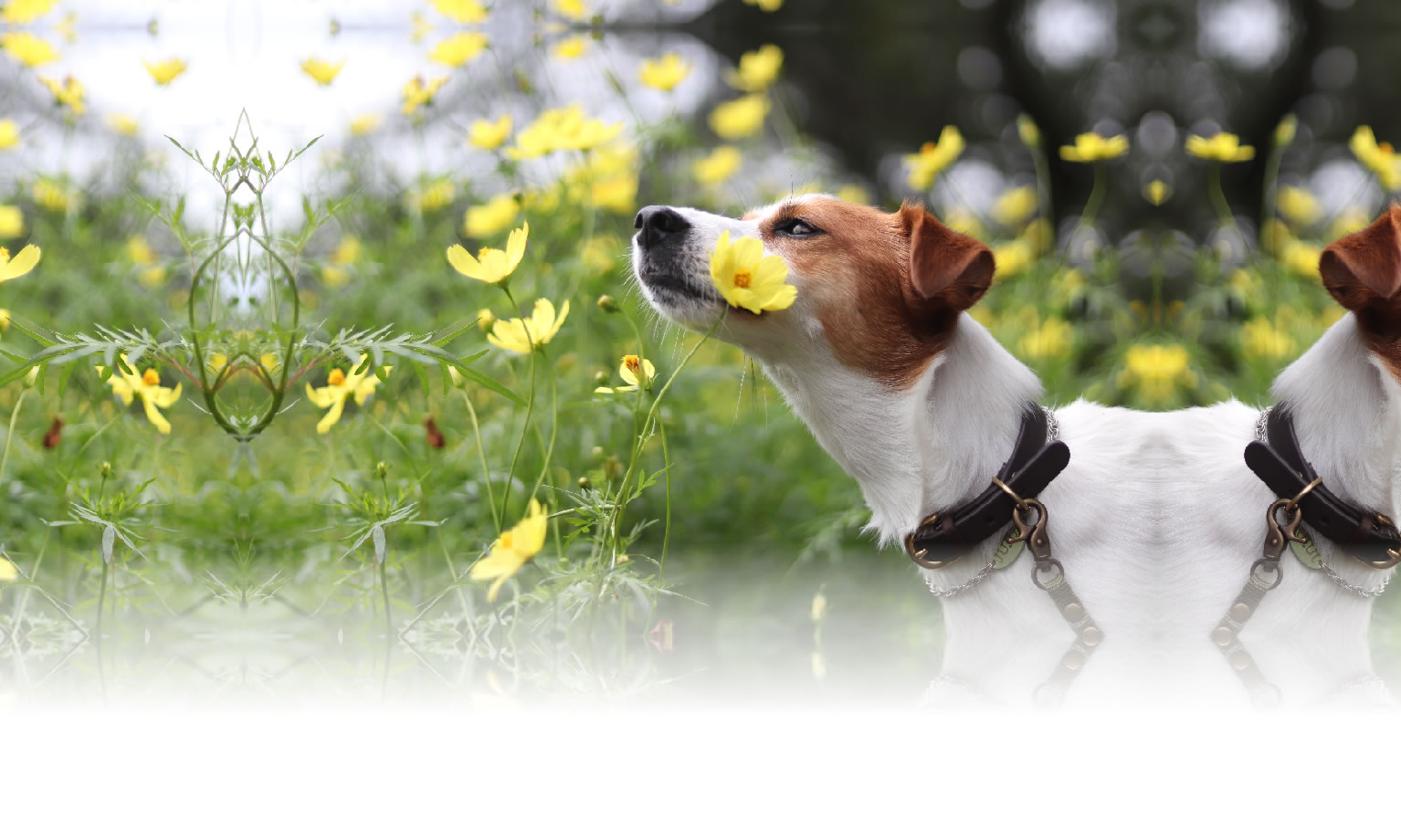 秋の愛犬との旅行 画像 3
