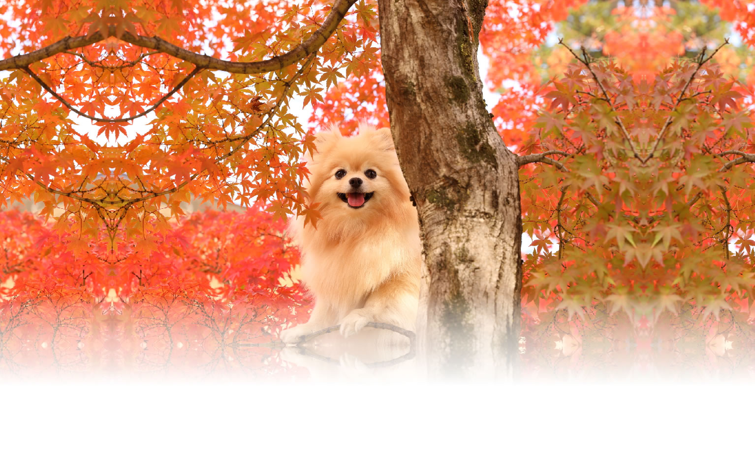 秋の愛犬との旅行 画像 3