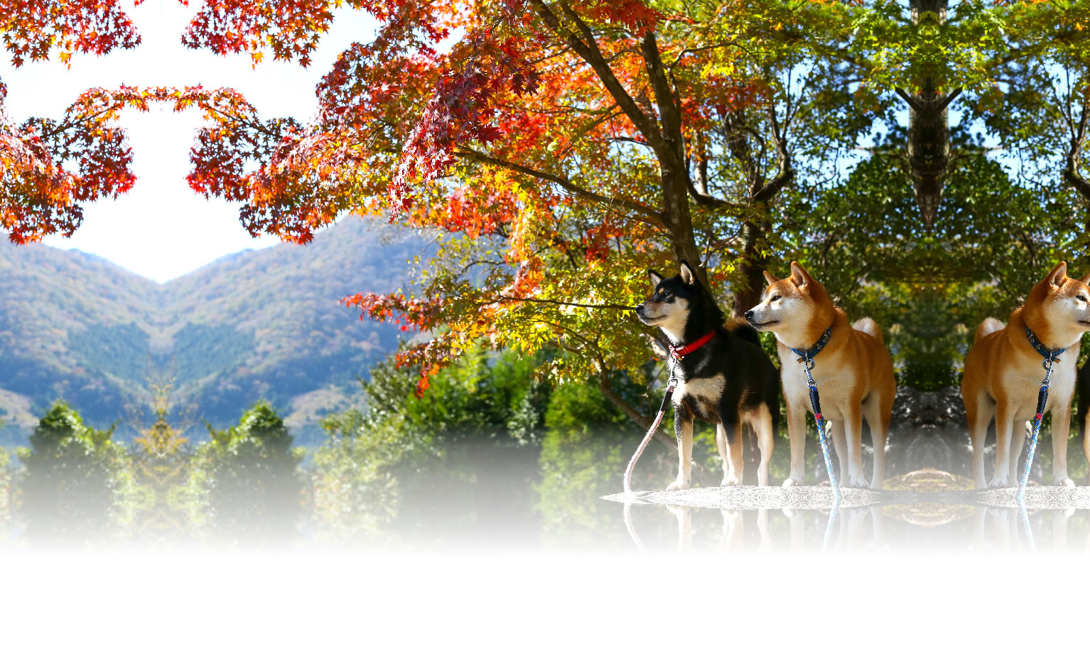 秋の愛犬との旅行 画像 3