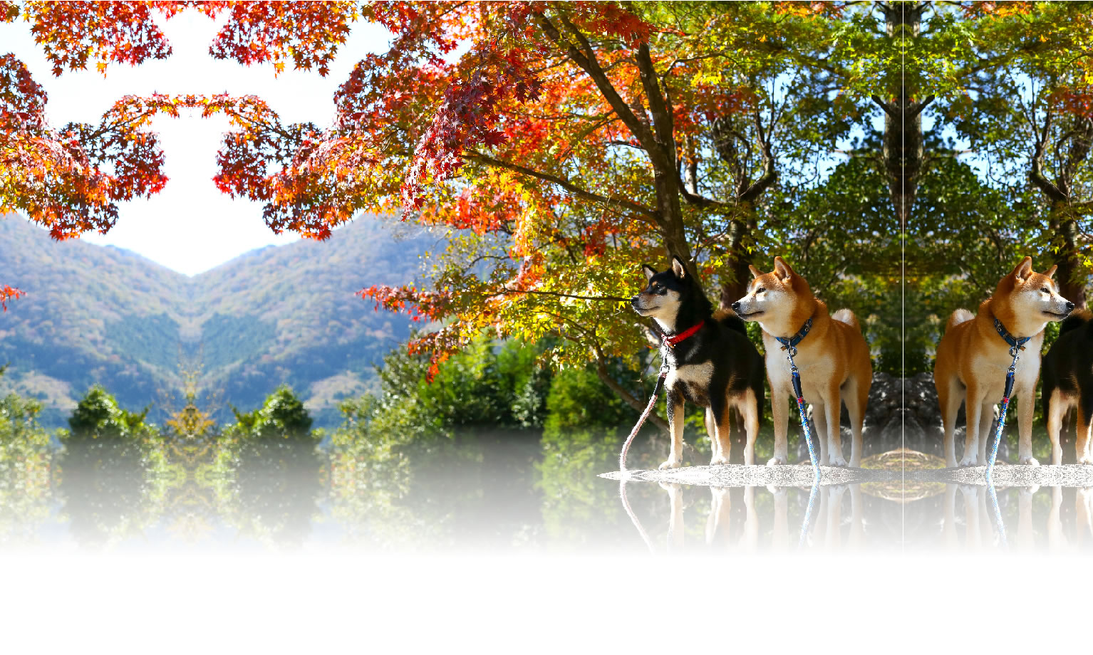 秋の愛犬との旅行 画像 3