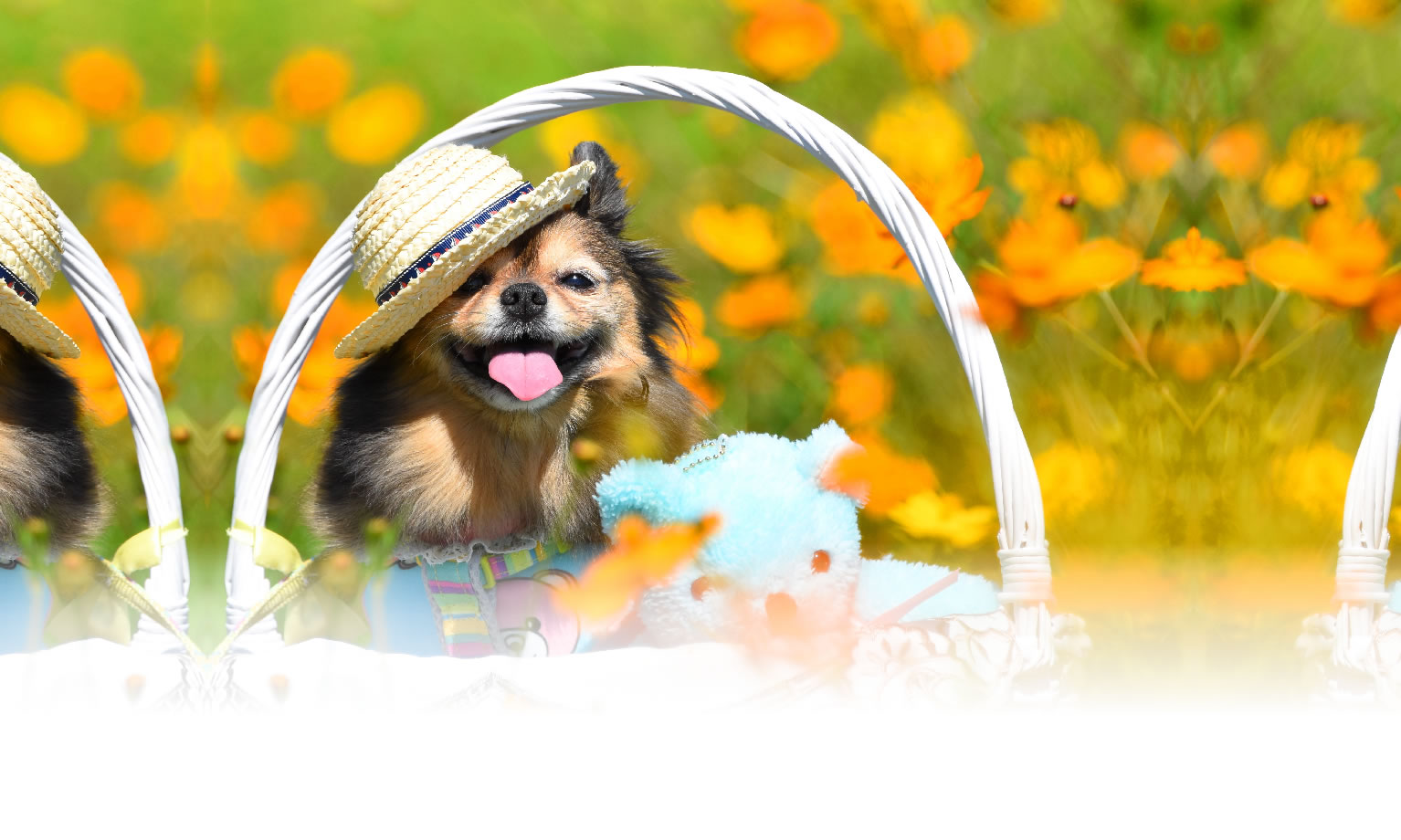 秋の愛犬との旅行 画像 3