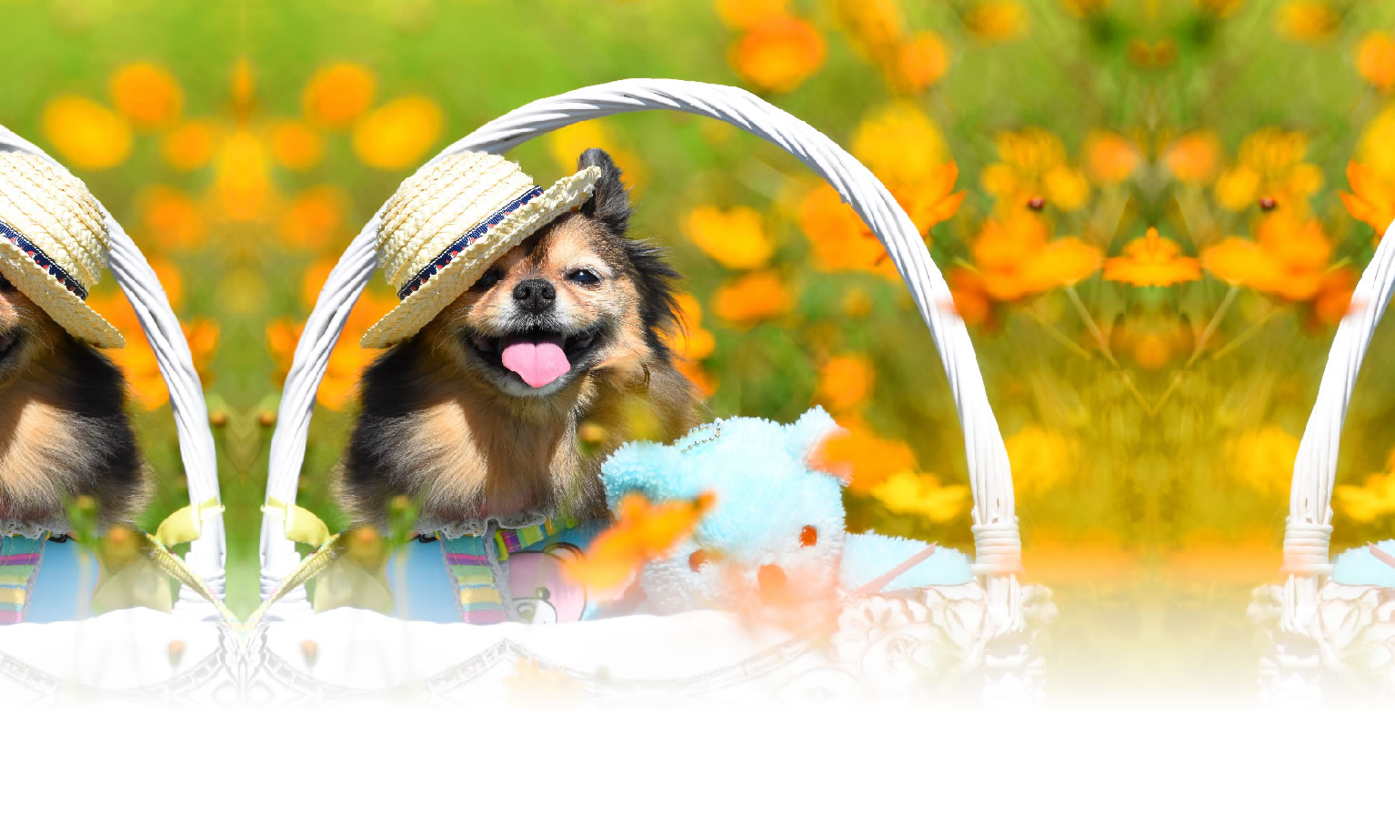 秋の愛犬との旅行 画像 3