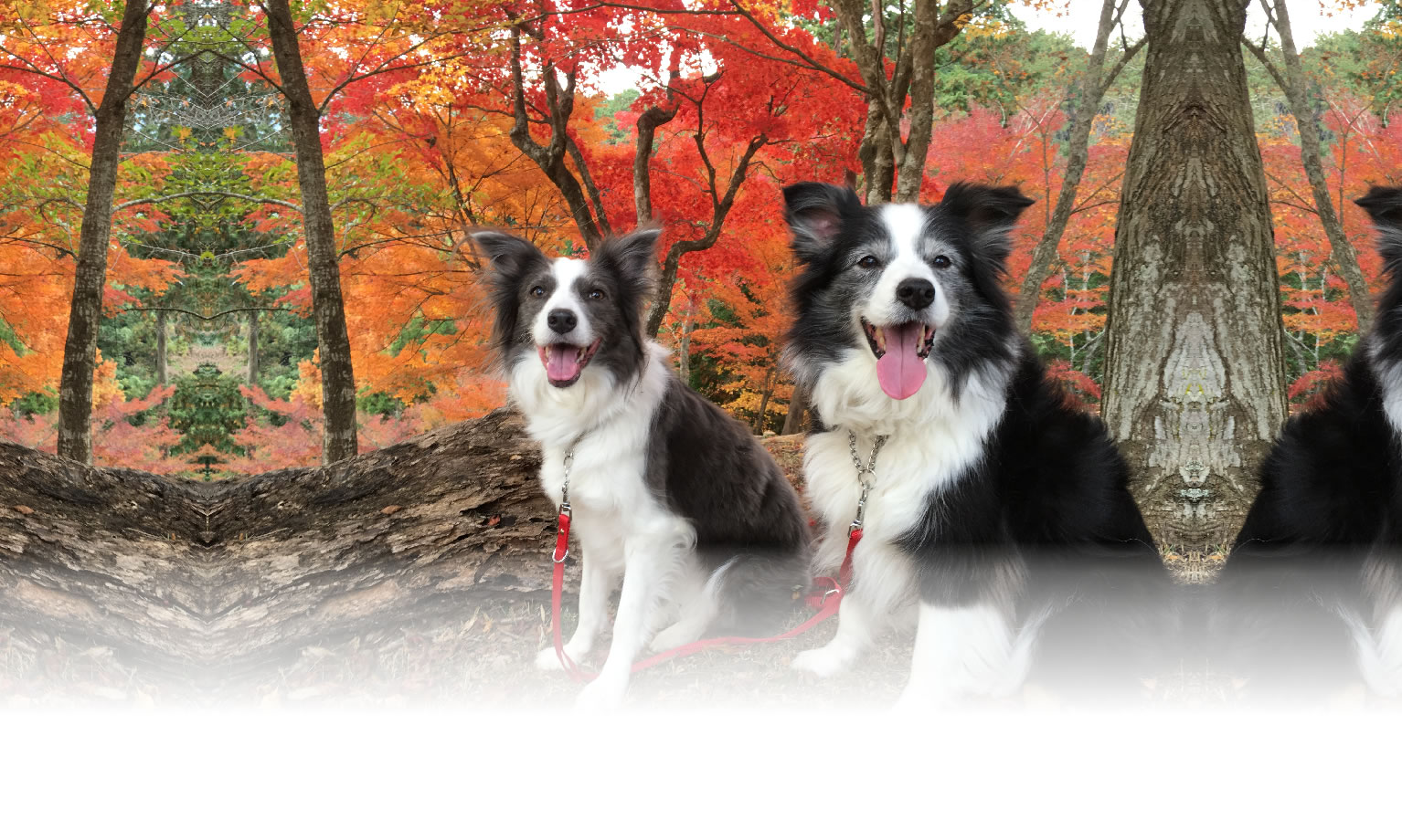 秋の愛犬との旅行 画像 3
