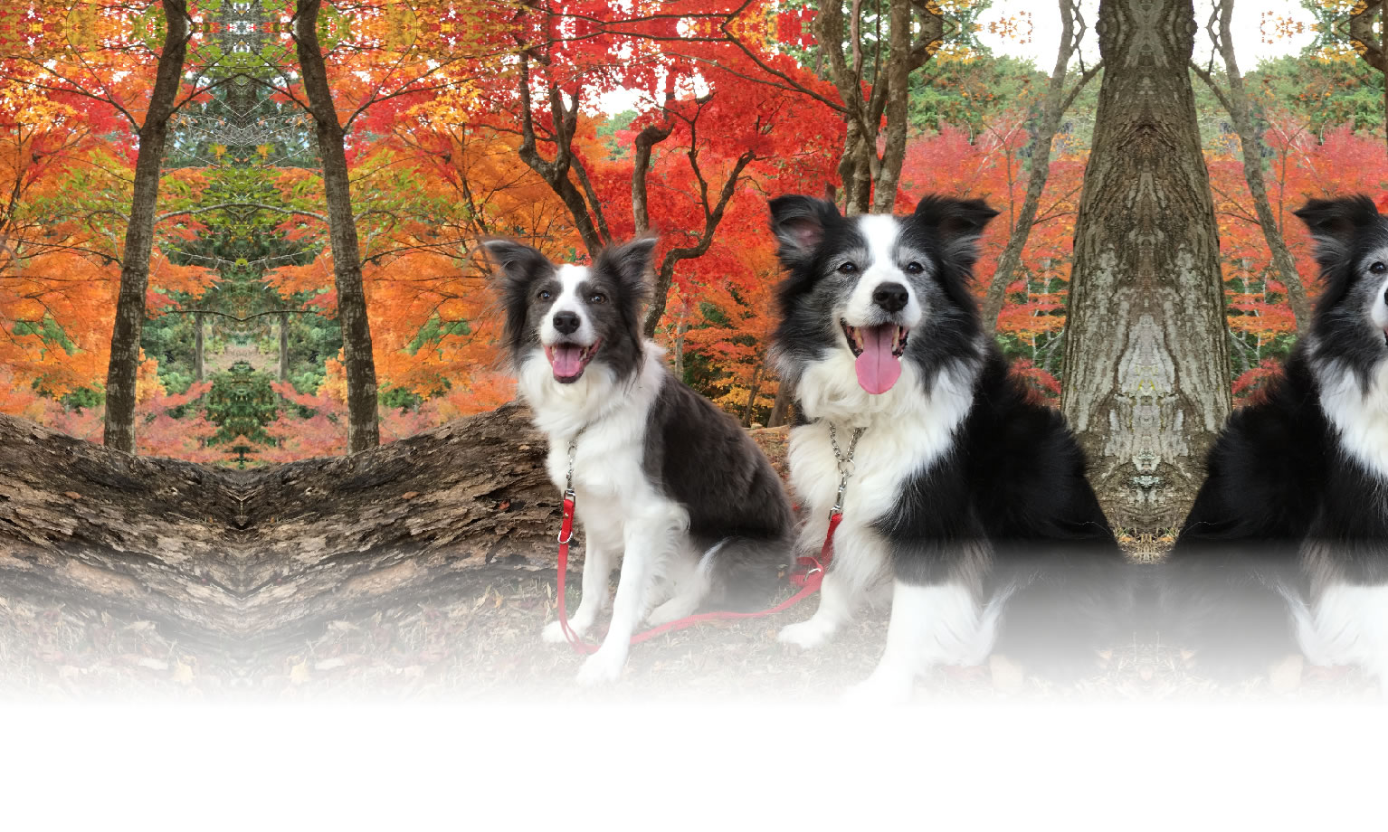 秋の愛犬との旅行 画像 3