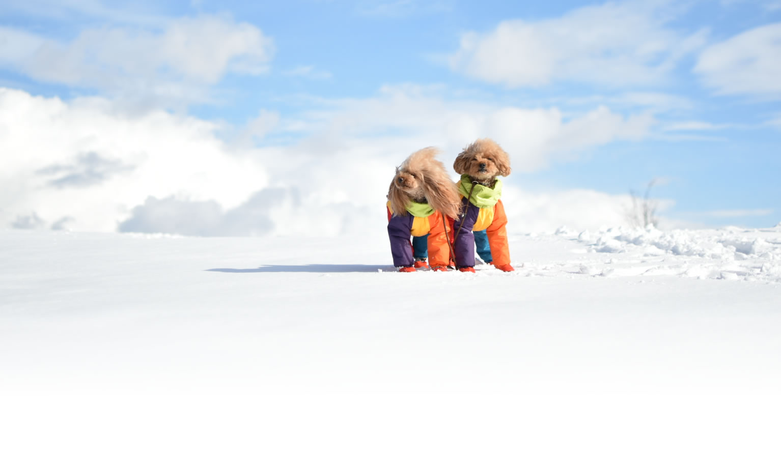 秋の愛犬との旅行 画像 3