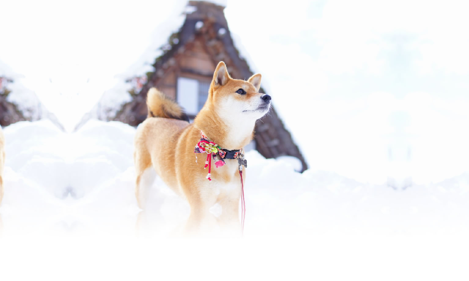 秋の愛犬との旅行 画像 3