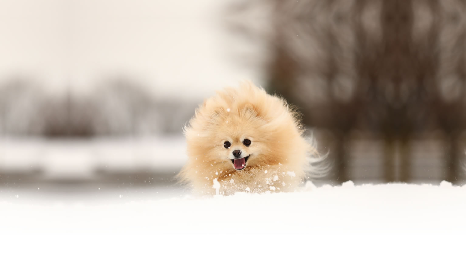 秋の愛犬との旅行 画像 3