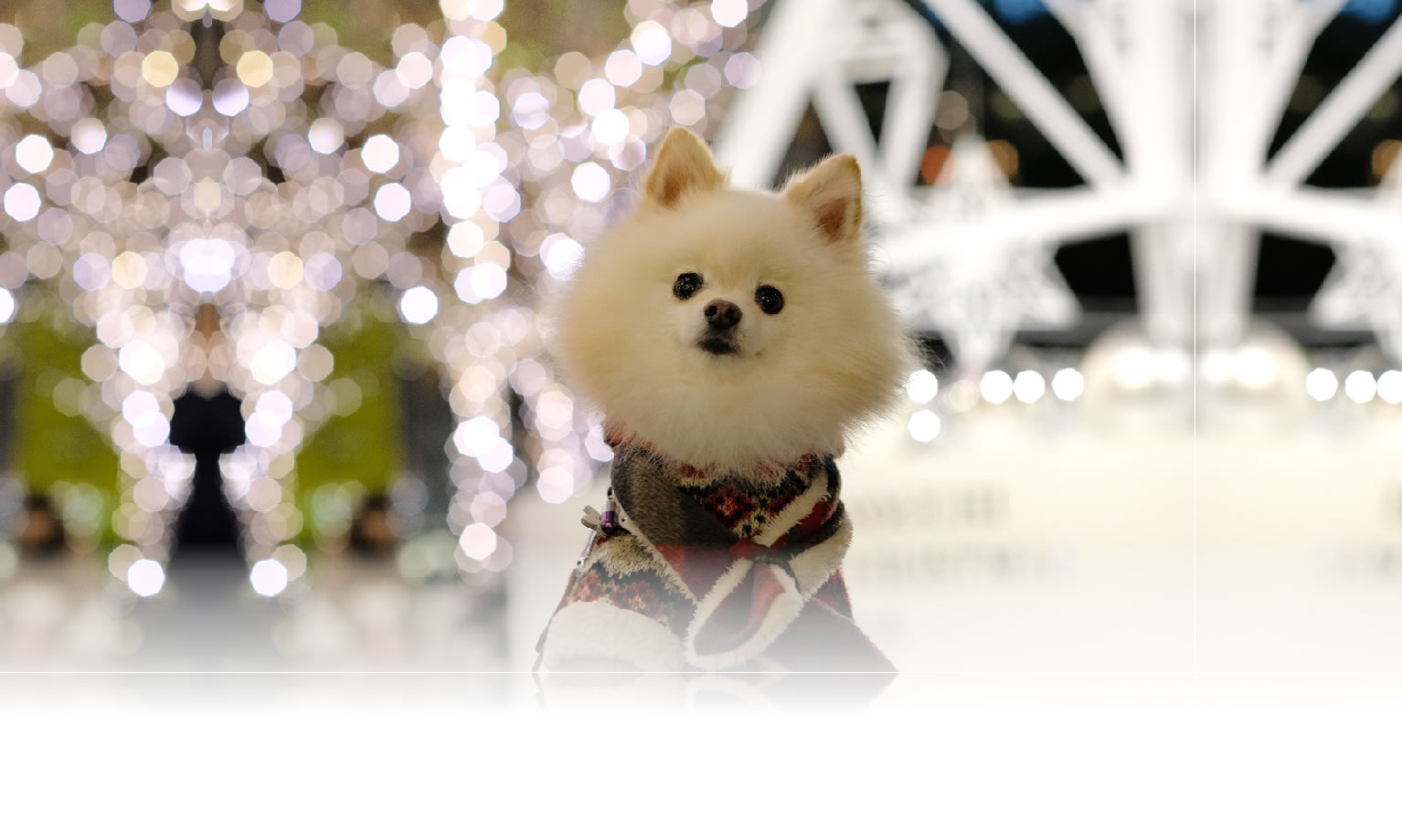 秋の愛犬との旅行 画像 3