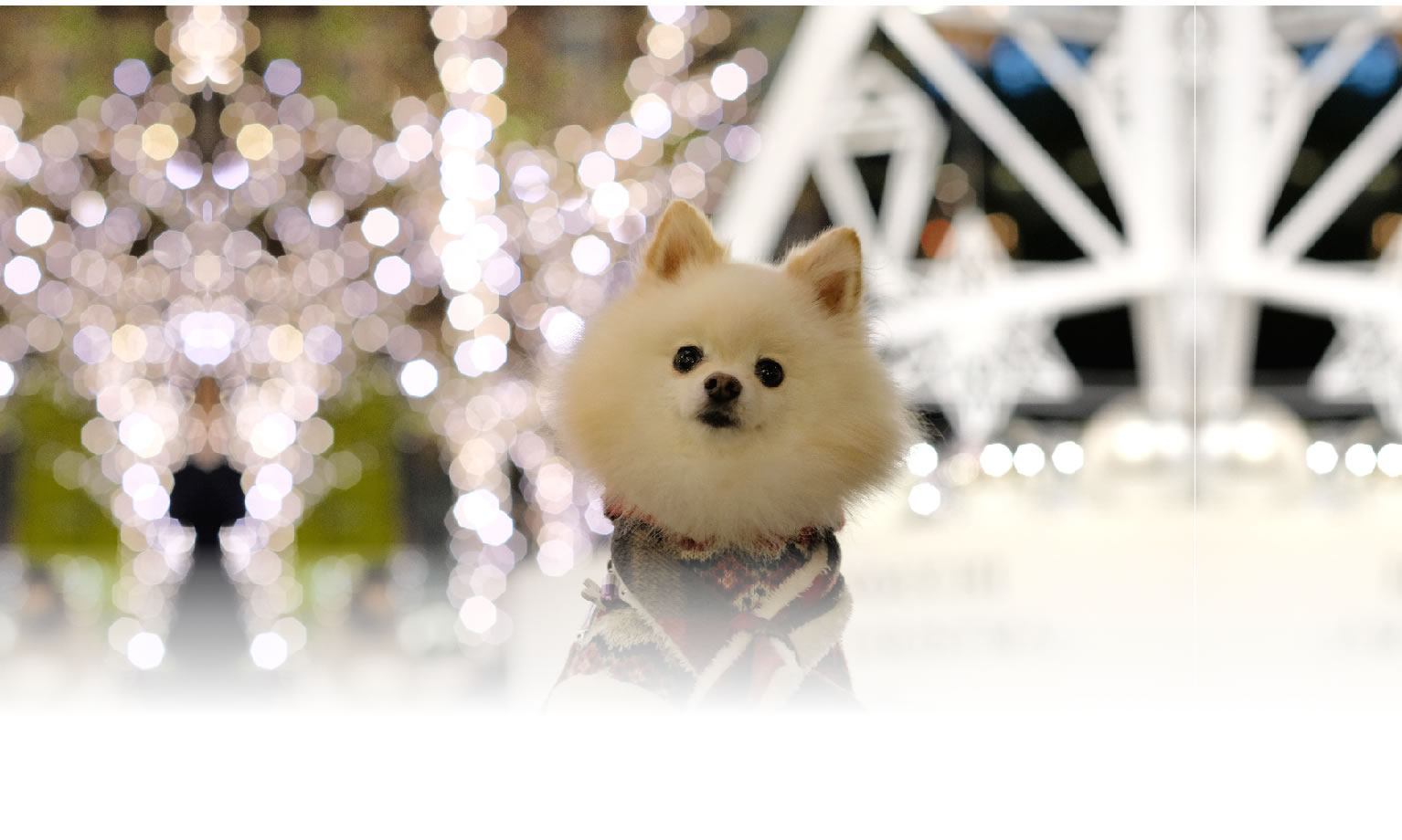 秋の愛犬との旅行 画像 3