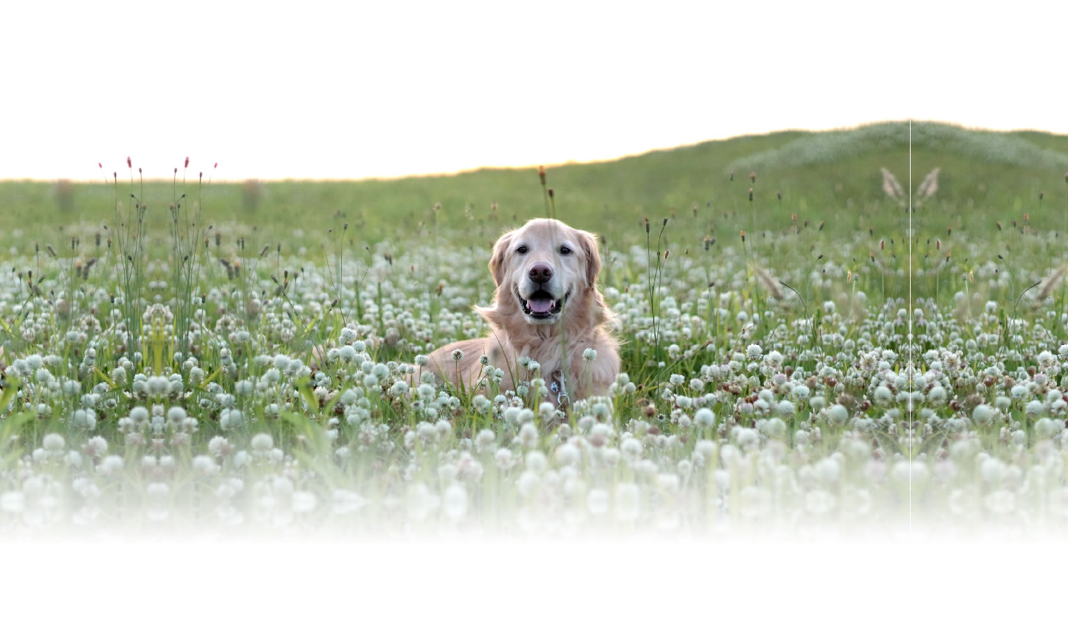 秋の愛犬との旅行 画像 3