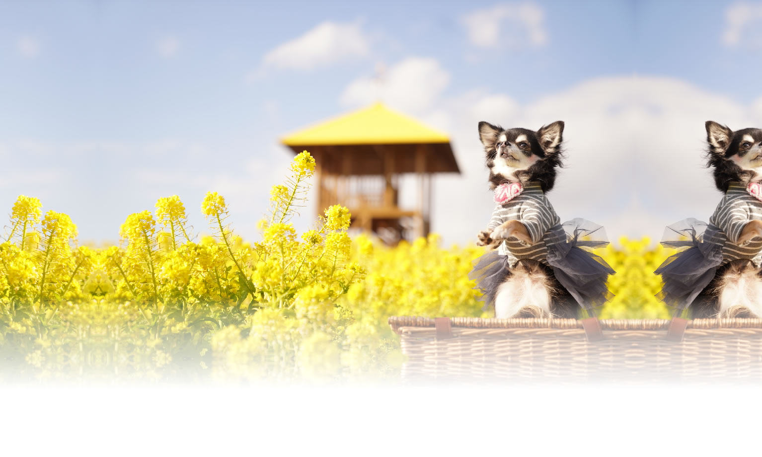 秋の愛犬との旅行 画像 3