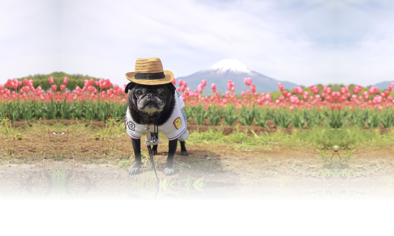 秋の愛犬との旅行 画像 3