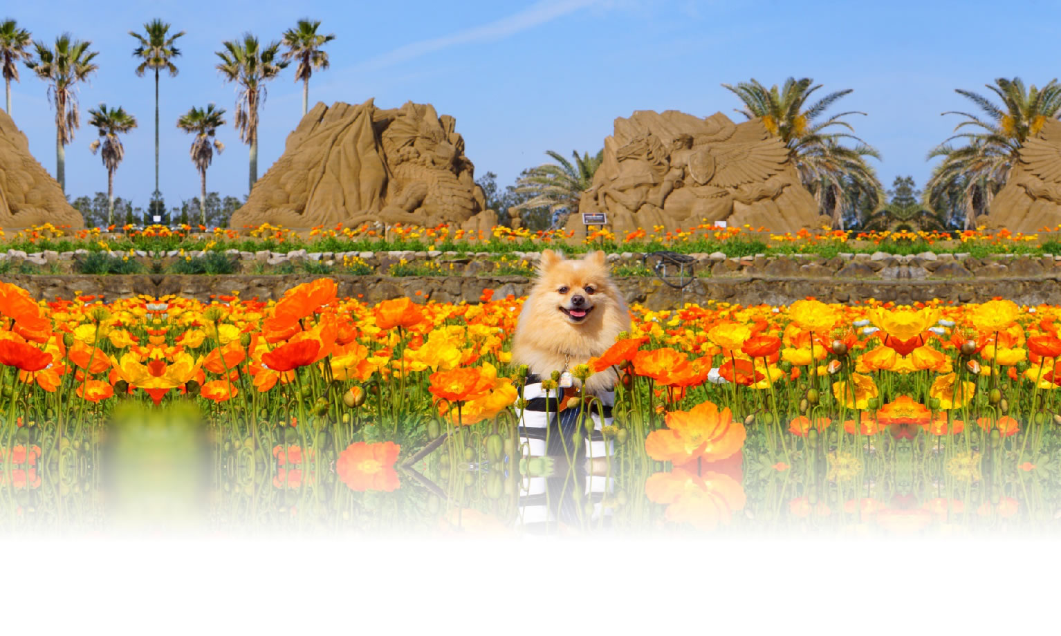 秋の愛犬との旅行 画像 3