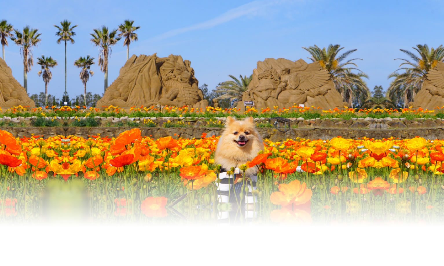 秋の愛犬との旅行 画像 3