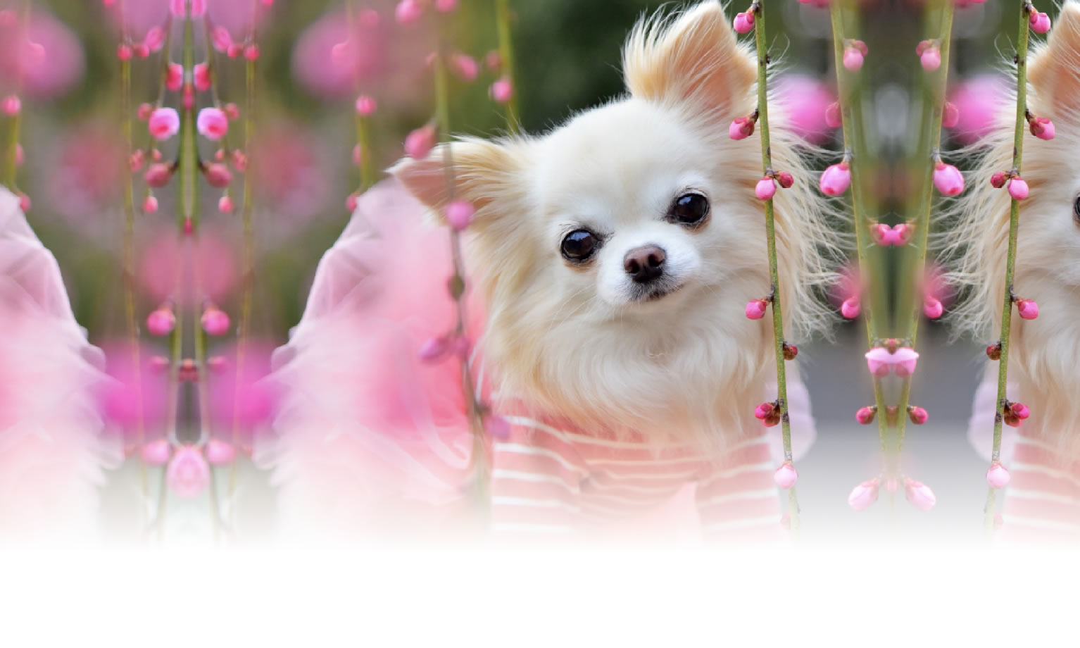 秋の愛犬との旅行 画像 3