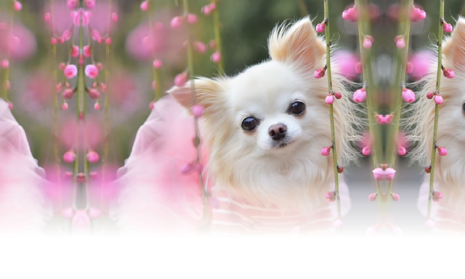 秋の愛犬との旅行 画像 3
