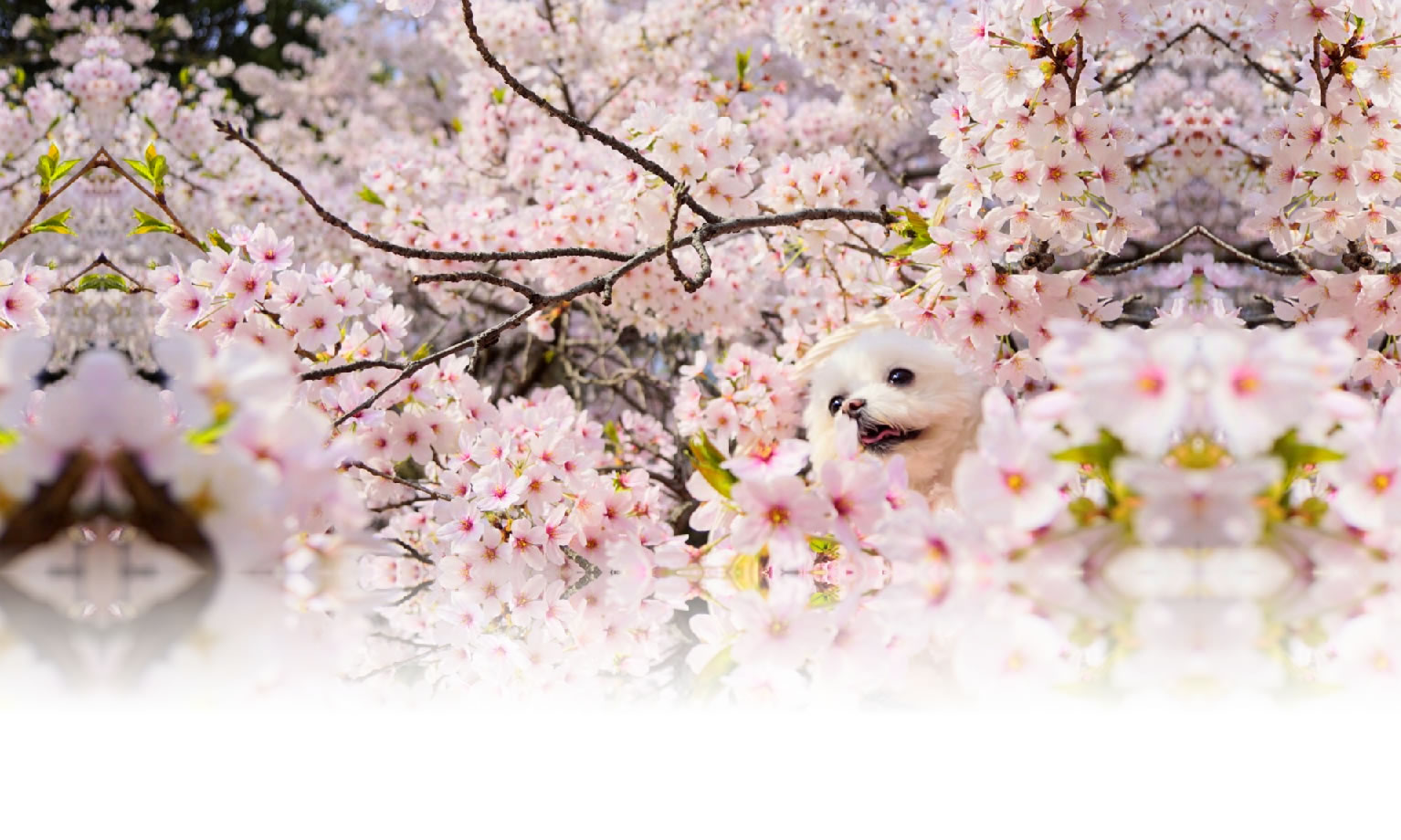 秋の愛犬との旅行 画像 3