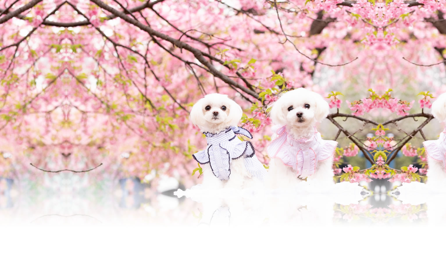 秋の愛犬との旅行 画像 3