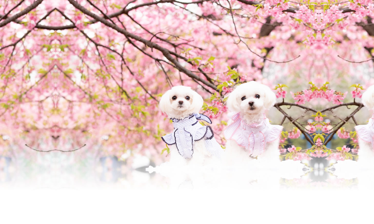 秋の愛犬との旅行 画像 3