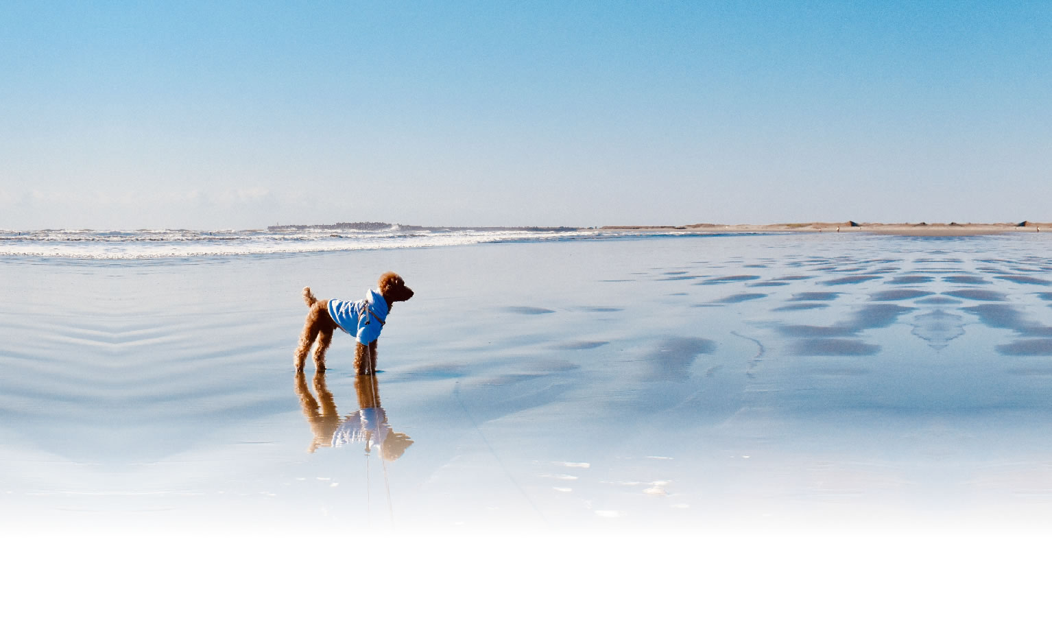 秋の愛犬との旅行 画像 3