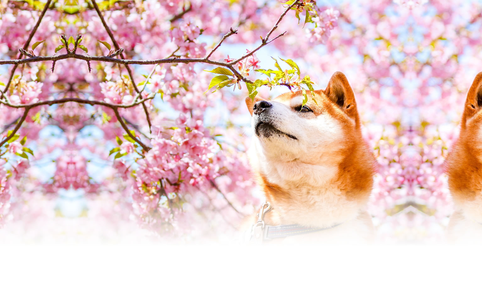 秋の愛犬との旅行 画像 3