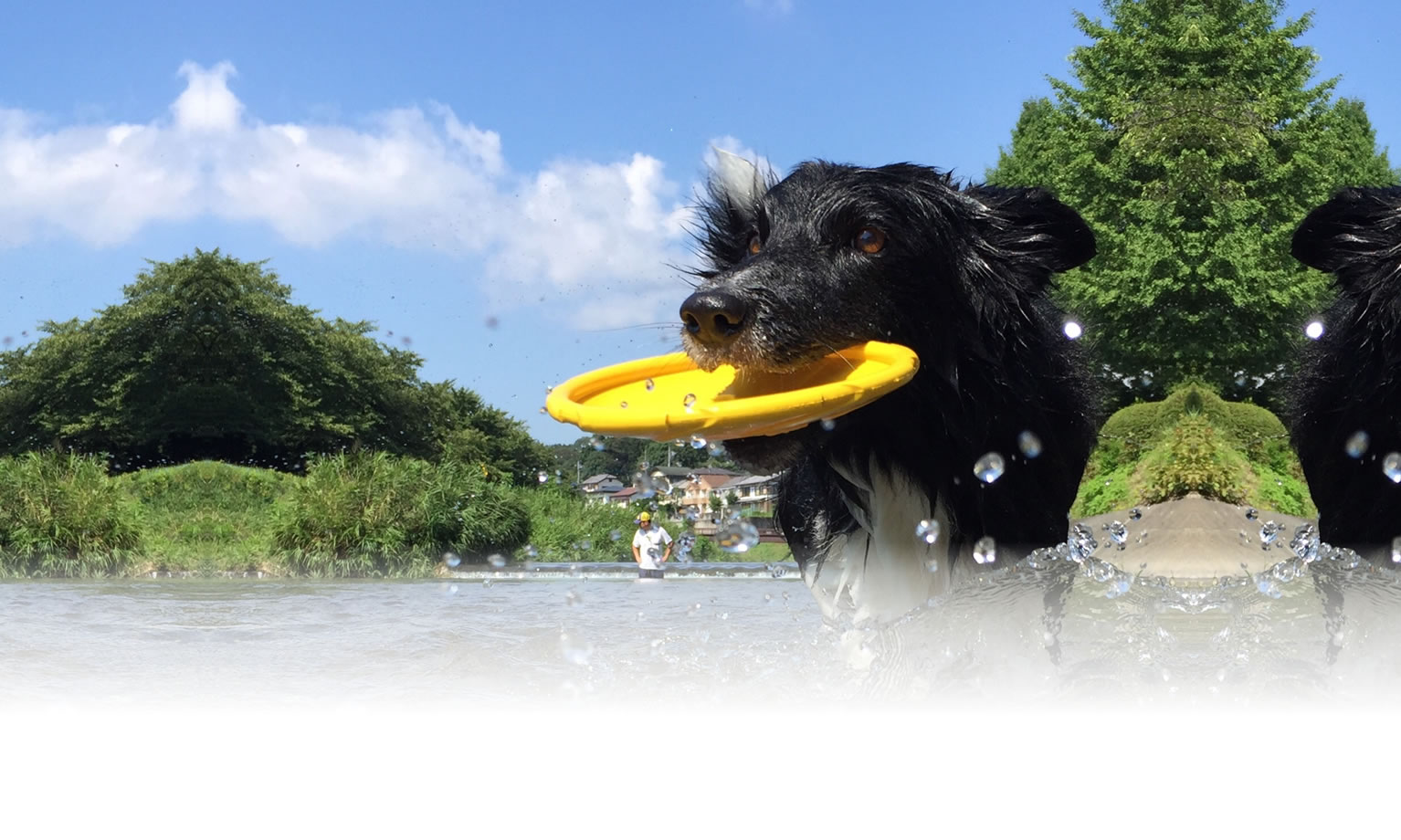 夏の愛犬との旅行 画像 3