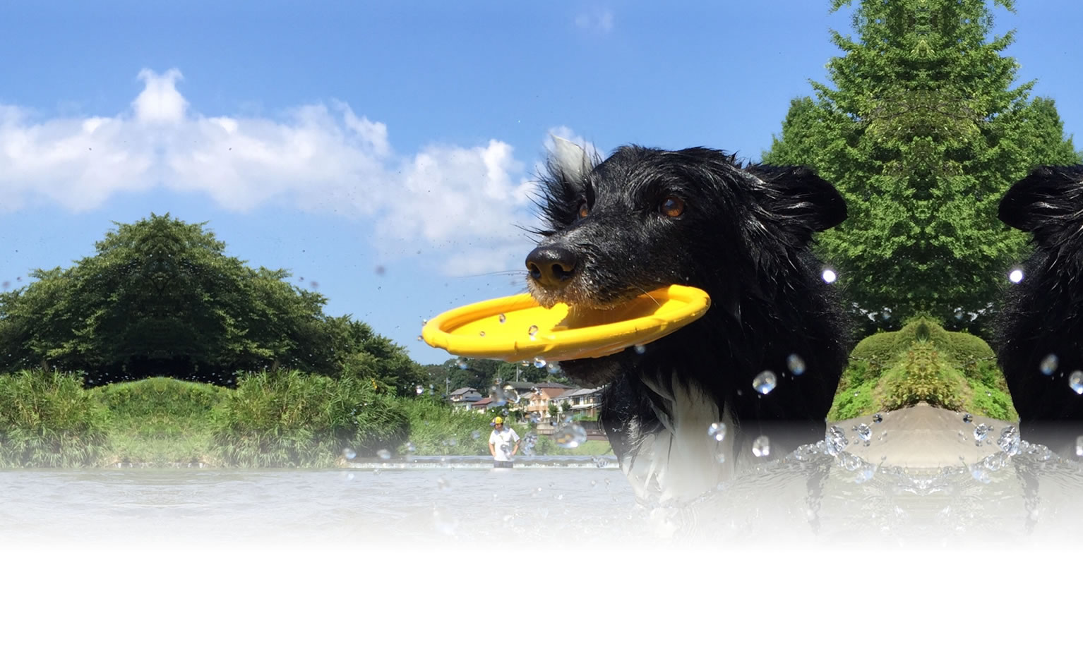 夏の愛犬との旅行 画像 3