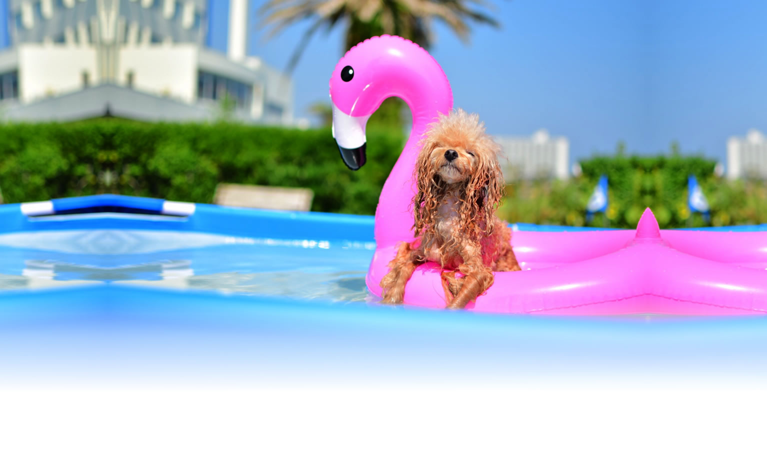 夏の愛犬との旅行 画像 3