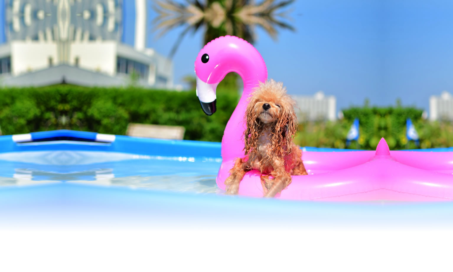 夏の愛犬との旅行 画像 3