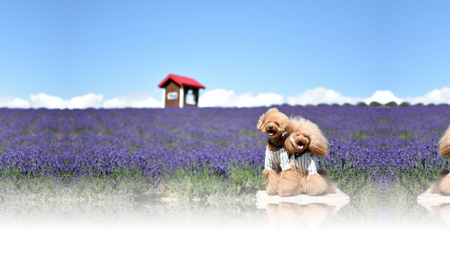 夏の愛犬との旅行 画像 3