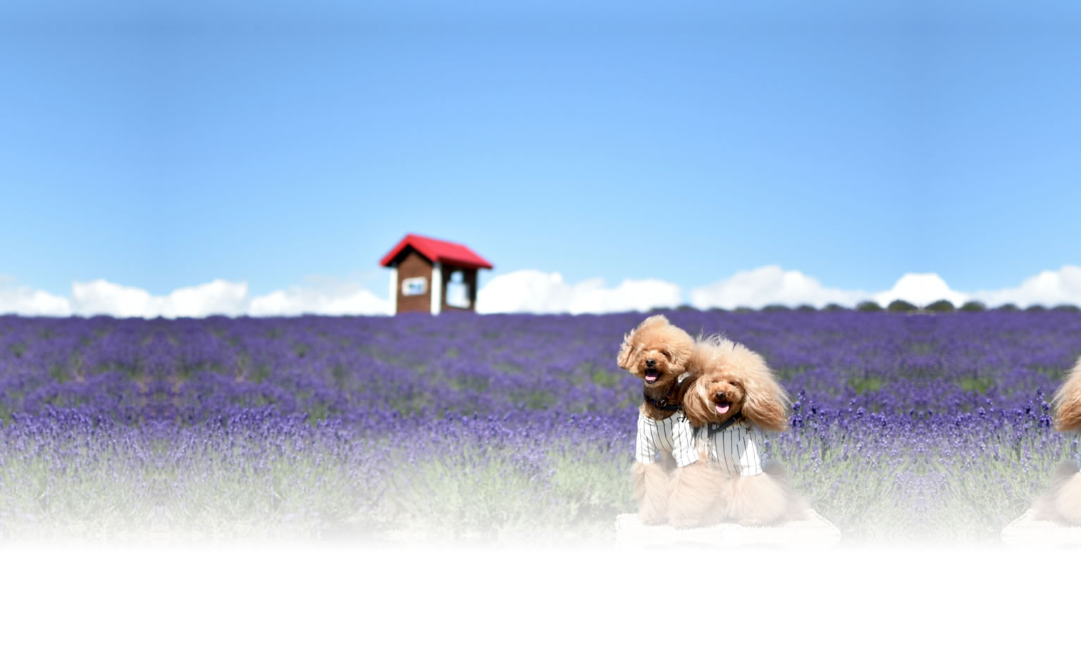 夏の愛犬との旅行 画像 3