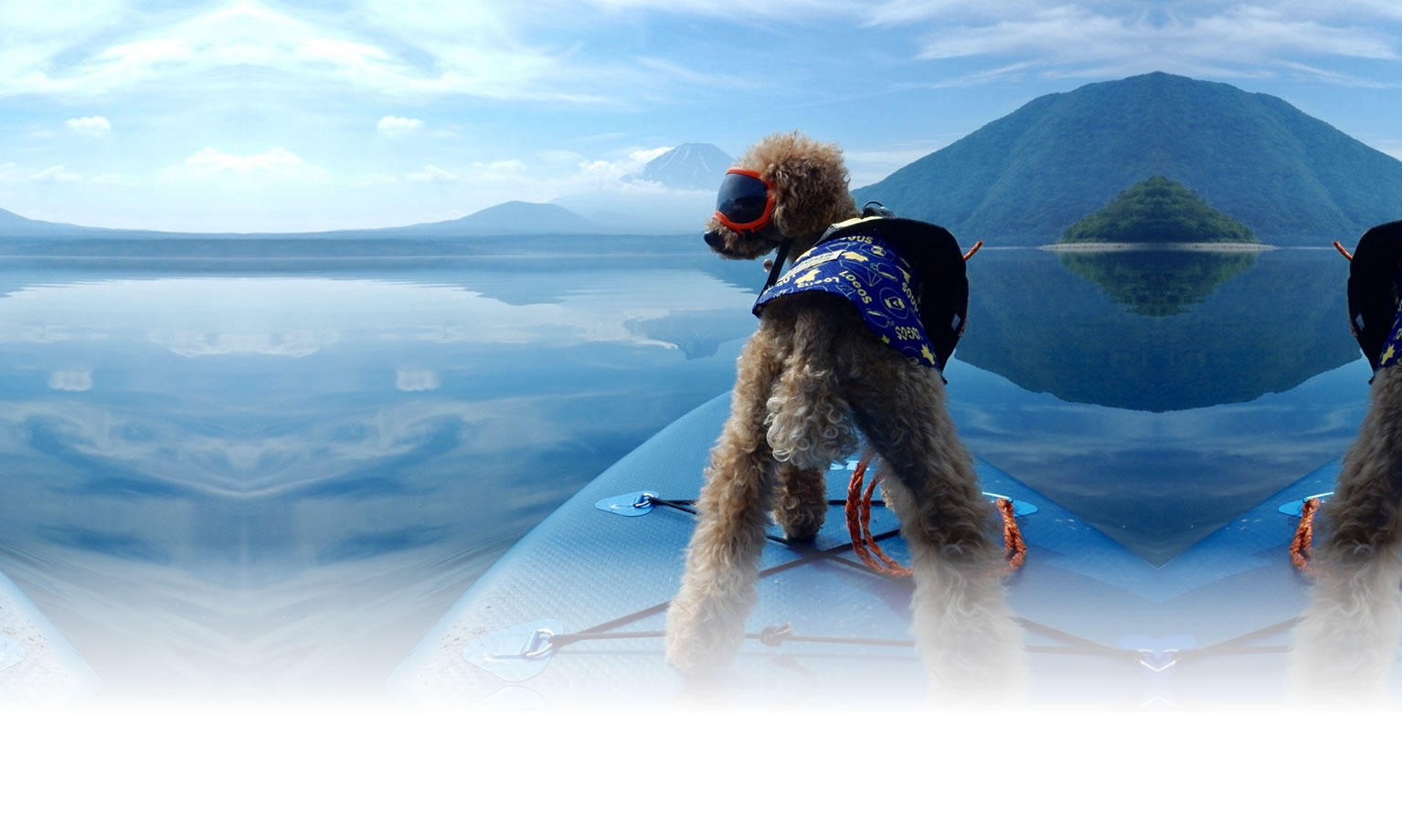 夏の愛犬との旅行 画像 3