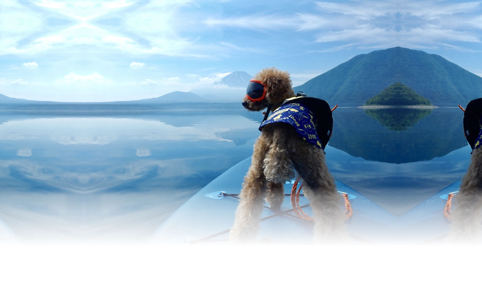 夏の愛犬との旅行 画像 3