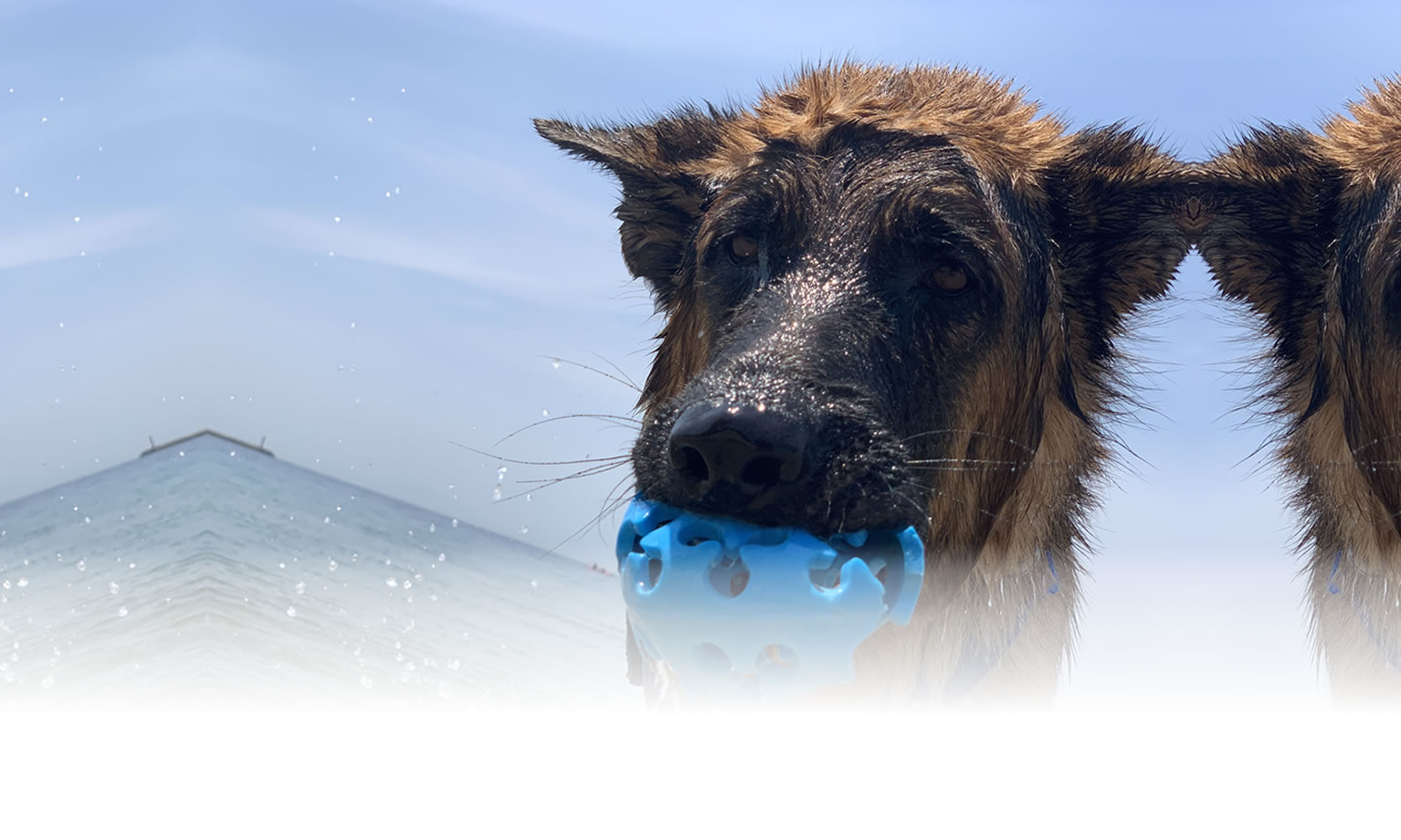 夏の愛犬との旅行 画像 3