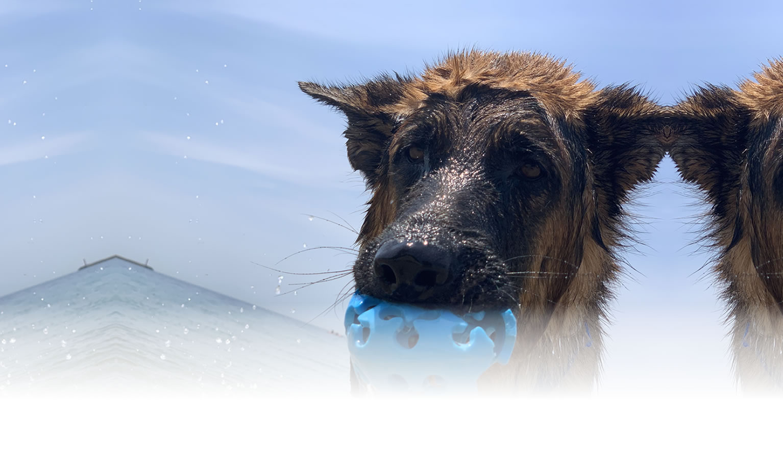 夏の愛犬との旅行 画像 3