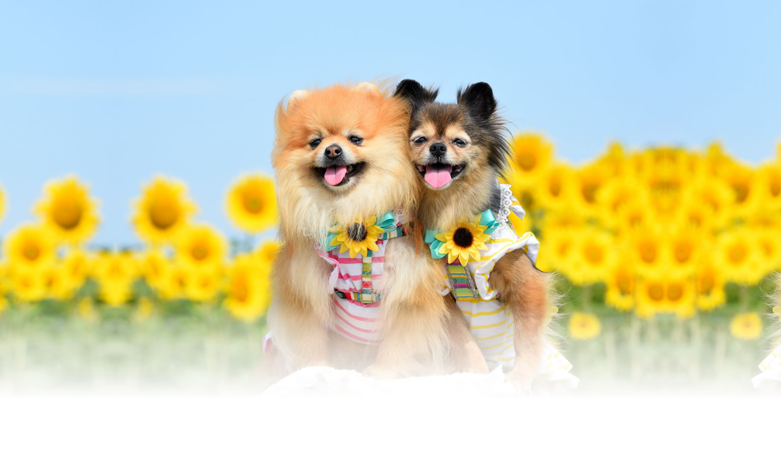 夏の愛犬との旅行 画像 3