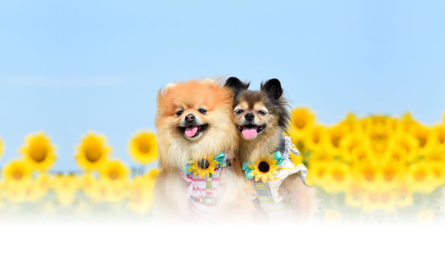 夏の愛犬との旅行 画像 3