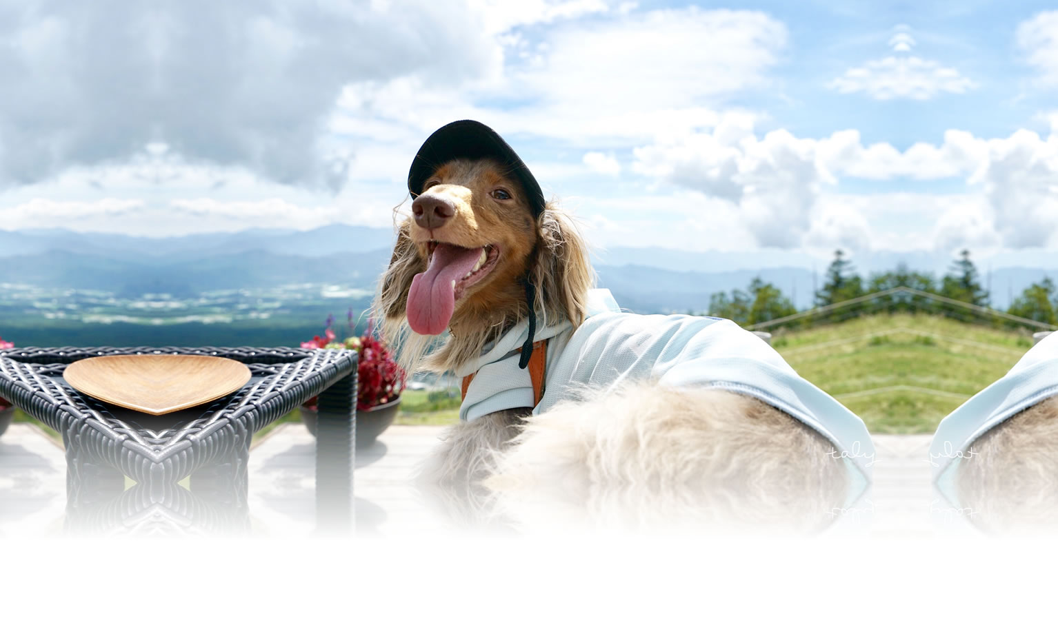 夏の愛犬との旅行 画像 3