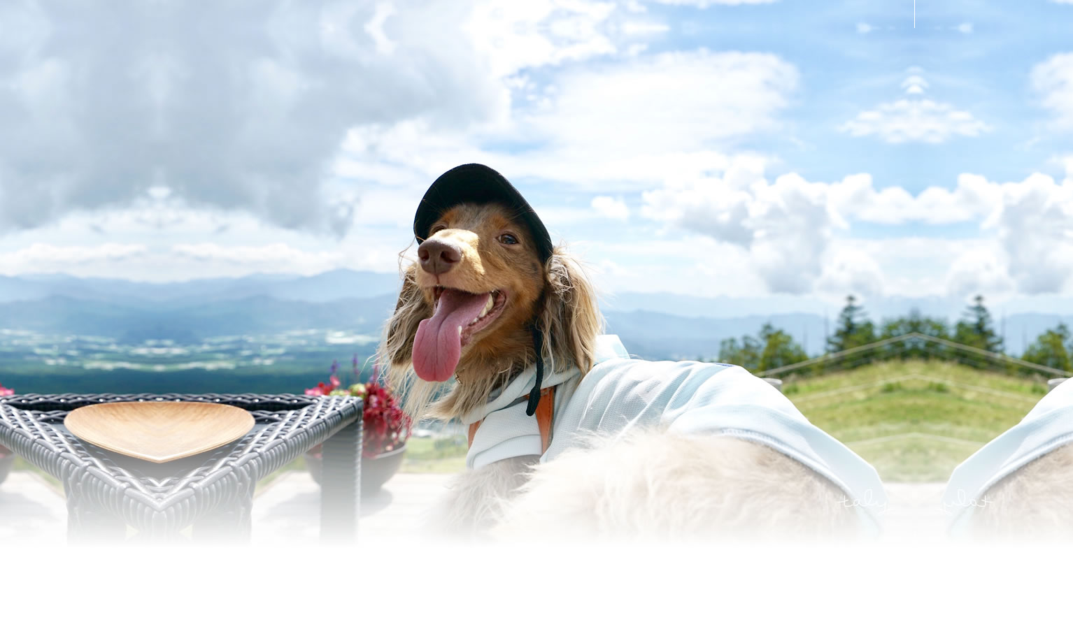 夏の愛犬との旅行 画像 3