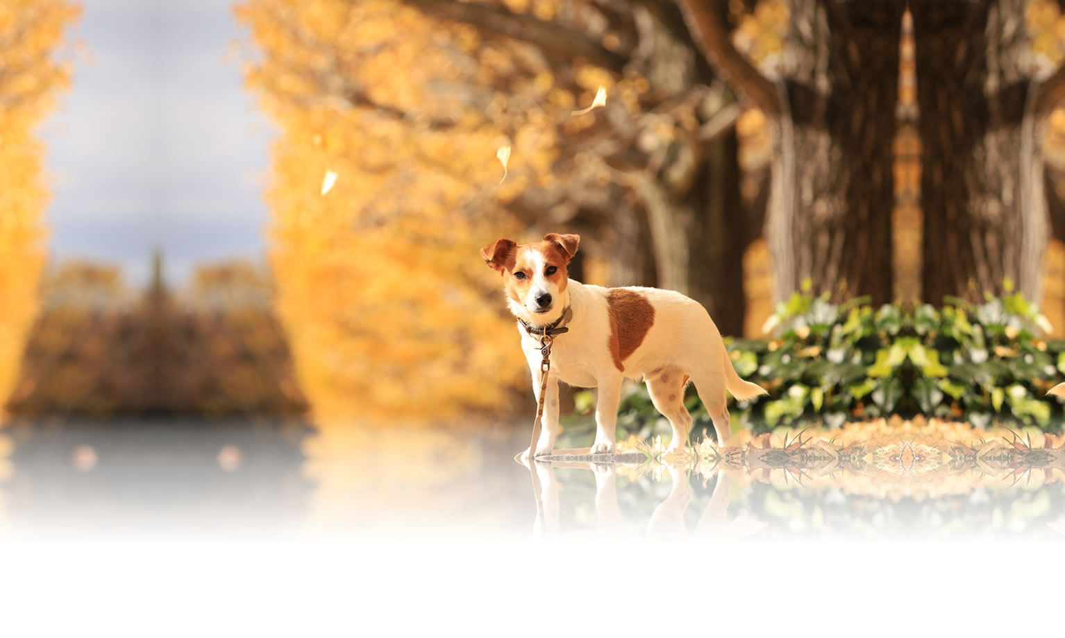 夏の愛犬との旅行 画像 3