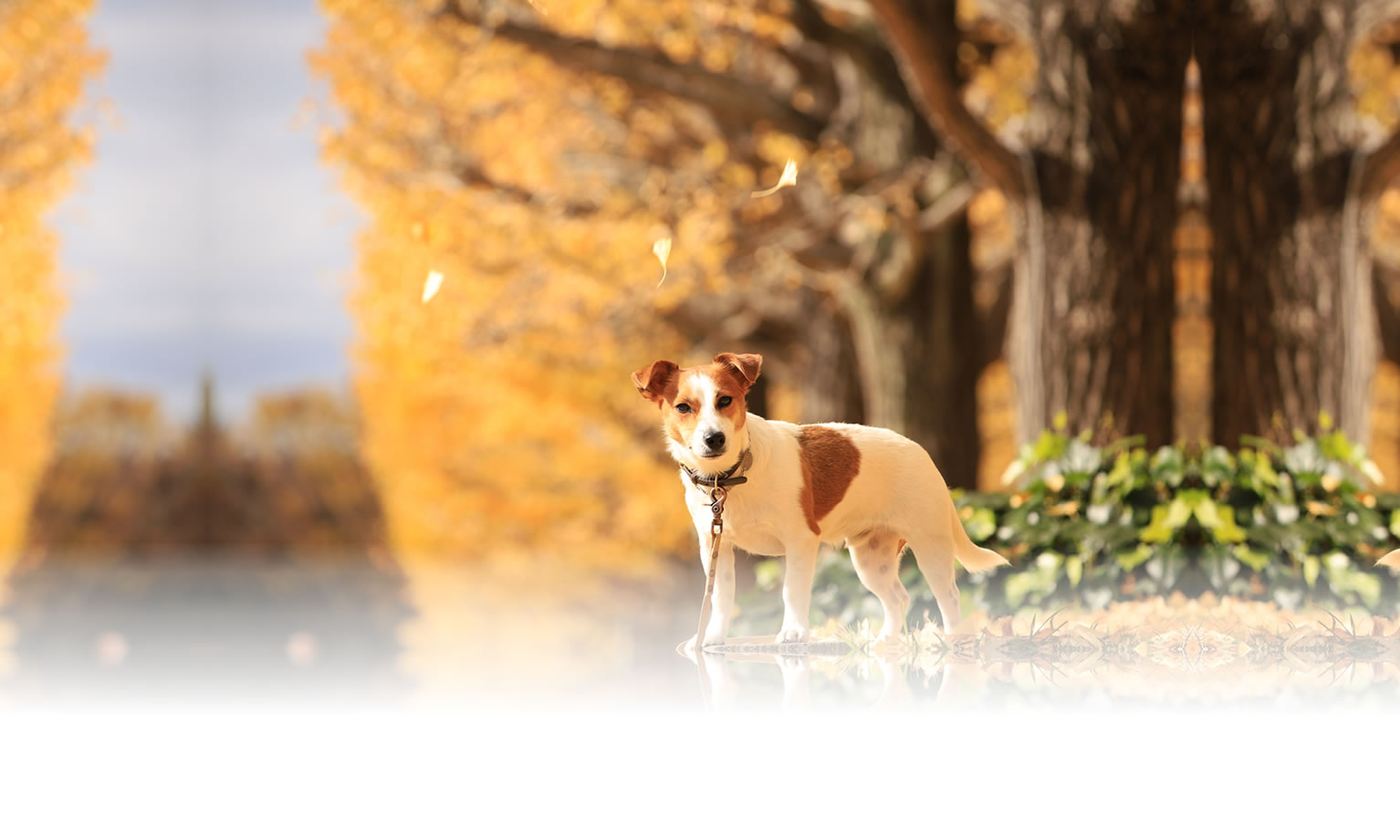 夏の愛犬との旅行 画像 3