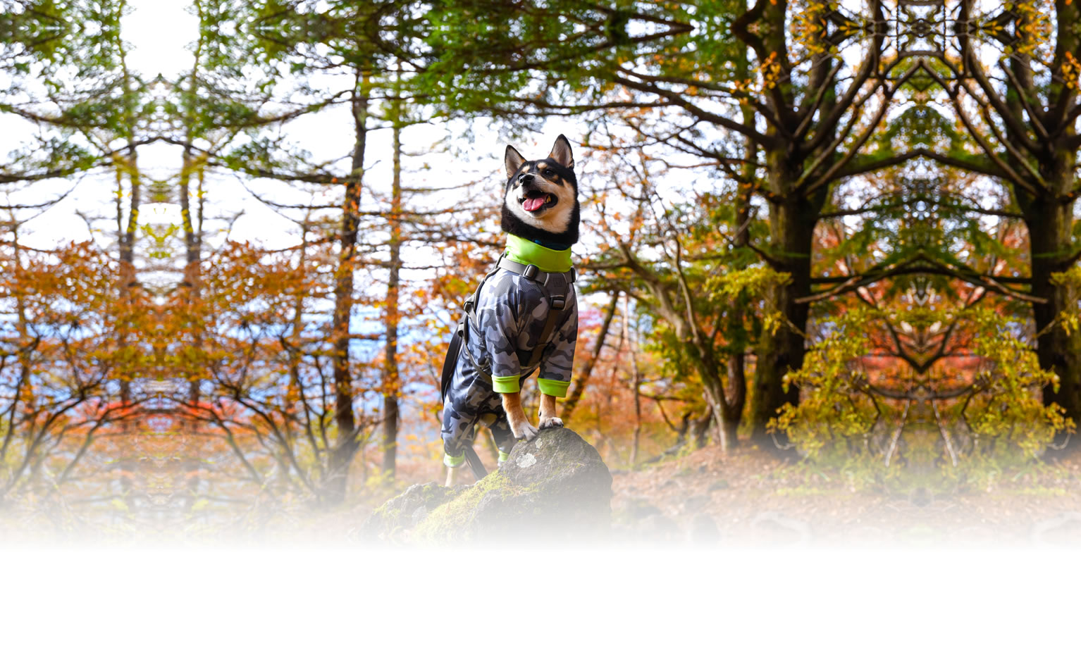 夏の愛犬との旅行 画像 3