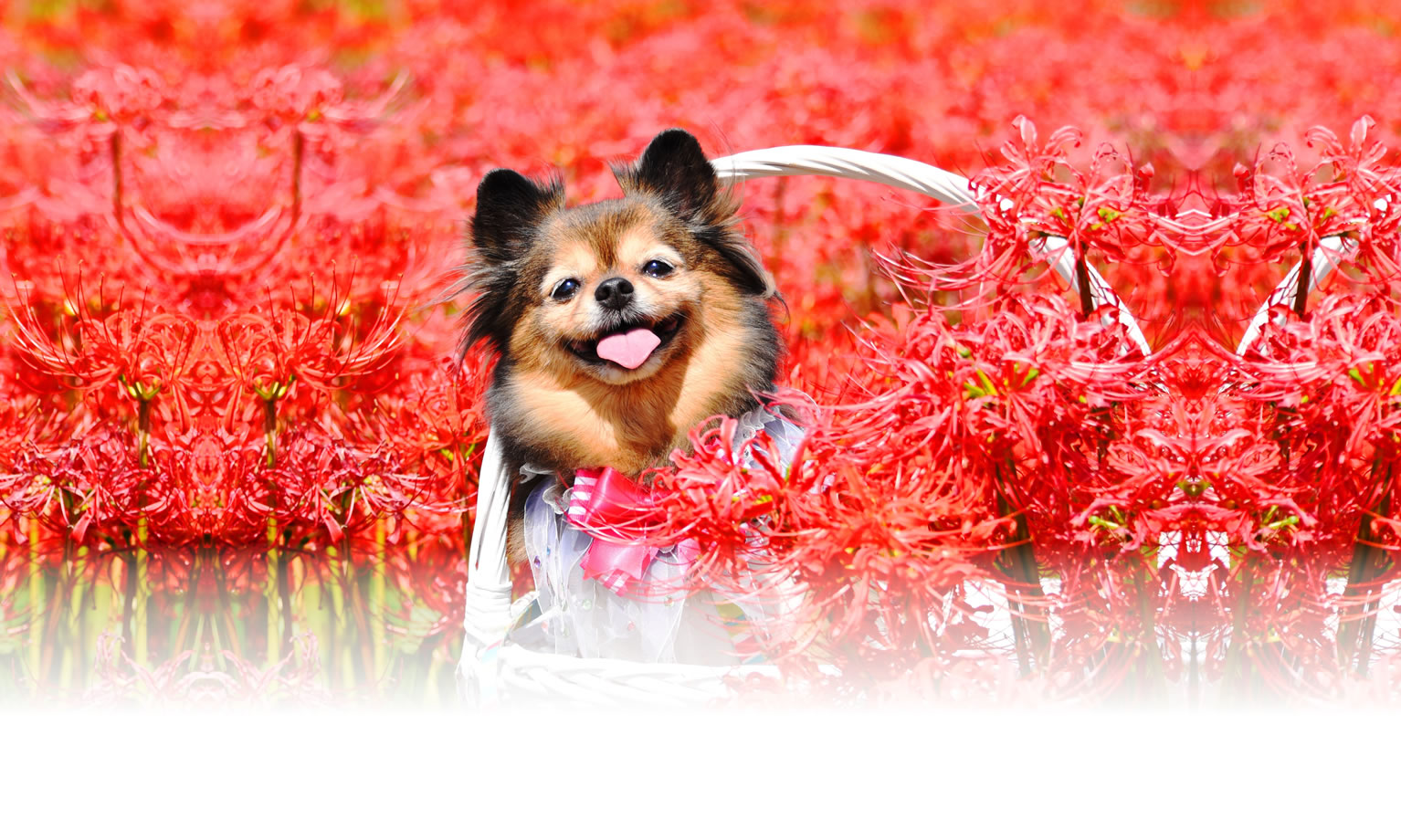 夏の愛犬との旅行 画像 3